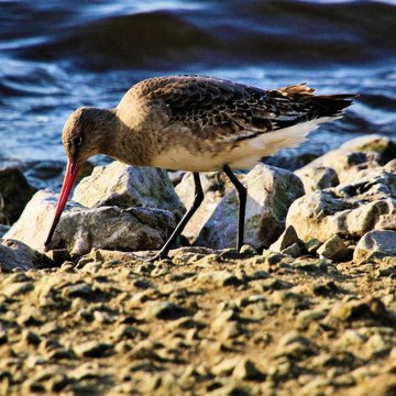 A Black Tailed Godwit