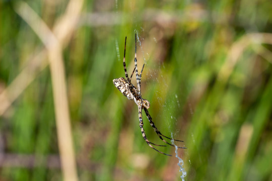Details of a tiger spider (Argiope lobata) in its web one summer morning in Andalusia