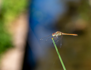 dragonfly on a green leaf