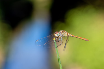 close up of a dragonfly