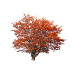 Orange autumn tree isolated on white background