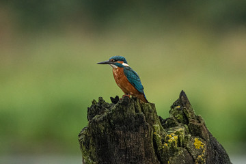 Kingfisher on a log