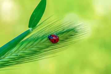 Beautiful ladybug on leaf defocused background