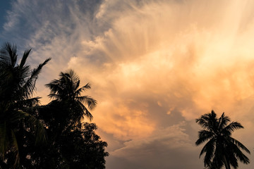 Orange clouds sunset silhouette landscape with tall trees