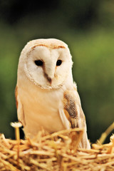 A view of a Barn Owl