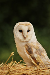A view of a Barn Owl