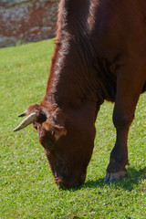 Naklejka premium Pasture of cows eating grass on the hills with a beautiful view