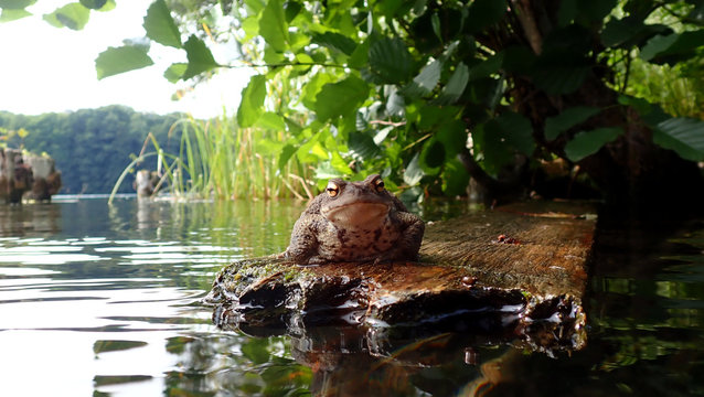 Common Toad in the lake of liepnitz near Berlin (Germany)