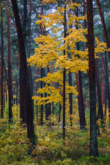 Yellow leaves on the trees in the forest. Autumn landscape.