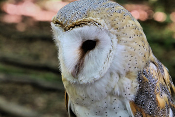A view of a Barn Owl 