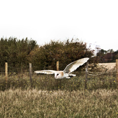 A view of a Barn Owl in flight