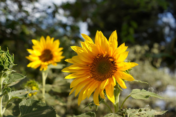 Sunflower growing and insects on its core