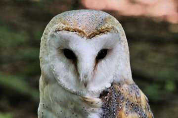 A view of a Barn Owl