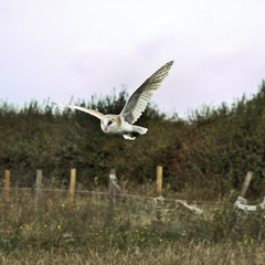 A view of a Barn Owl in flight