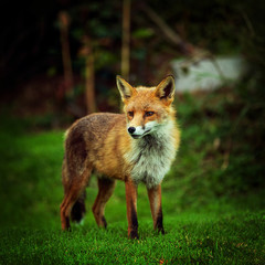 red fox in the forest