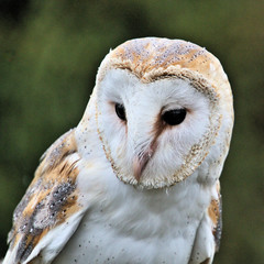 A view of a Barn Owl 