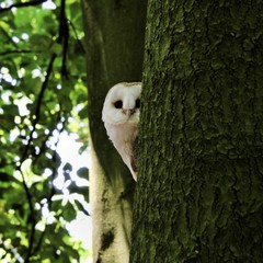 A view of a Barn Owl 