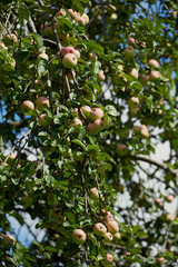 Органические яблоки, висящие от ветви дерева в яблоневом саду