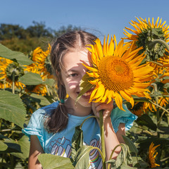 Girl looks from behind a large sunflower flower in a field of sunflowers on a background of blue sky