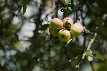 Органические яблоки, висящие от ветви дерева в яблоневом саду