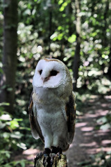 A view of a Barn Owl 