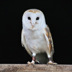 A view of a Barn Owl