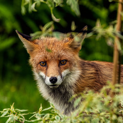 red fox in the woods