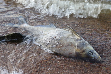 Obraz premium dead fish near fishing rods in lake water