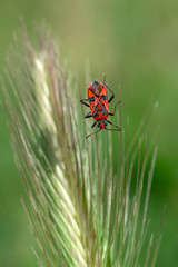 Close up  beautiful  insect in the garden