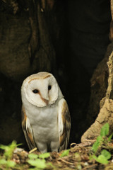 A view of a Barn Owl