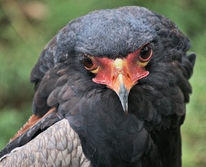 A Bateleur Eagle