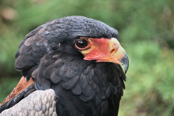 A Bateleur Eagle