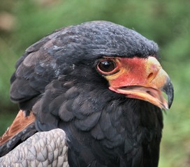 A Bateleur Eagle