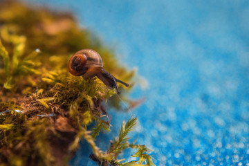 the snail over the water and thinking about life
