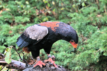 A Bateleur Eagle