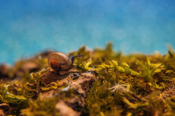 the snail over the water and thinking about life