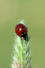 Beautiful ladybug on leaf defocused background
