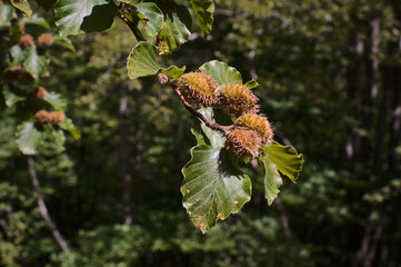 Fagus sylvatica nuts ( European beech or common beech )