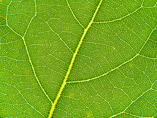 Macro shot and texture of bay leaf
