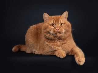 Fototapeta na wymiar Handsome adult solid red British Shorthair cat, laying down side ways. Looking towards camera with orange eyes. Isolated on black background.