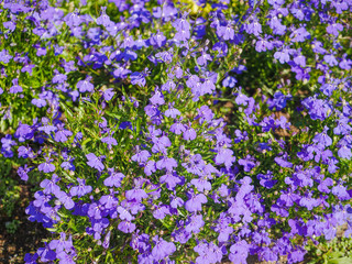 Naklejka premium Noyabrsk, Russia - August 9, 2020: Beautiful flowers with a white heart and lilac petals, surrounded by green grass.