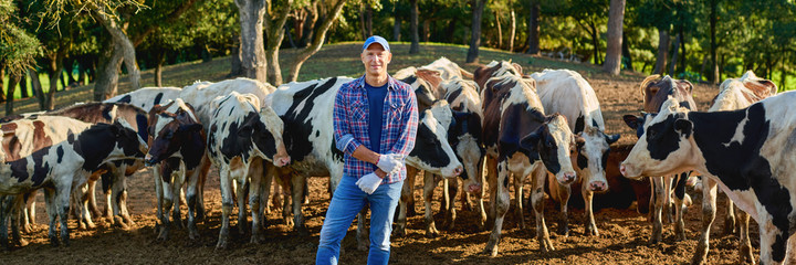 Farmer is working on farm with dairy cows
