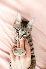 Gray striped tabby kitten playing on the bed. Young short-haired cat lying on a pink plaid.