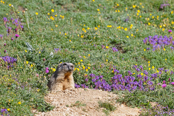 Groundhog and flowers in the slopes of grass