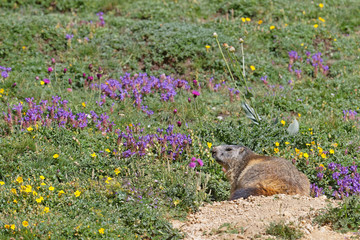 Groundhog and flowers in the slopes of grass