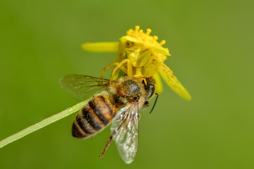 Beautiful Crab spider feasting on bee. Macro photo