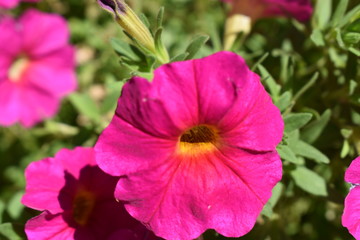 pink hibiscus flower