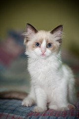 two month old Ragdoll kitten at home