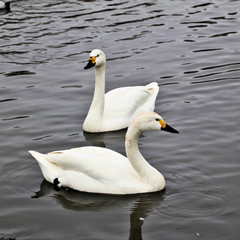 A view of a Bewick Swan