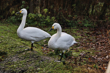 A view of a Bewick Swan